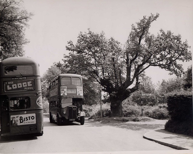 crofton oak
